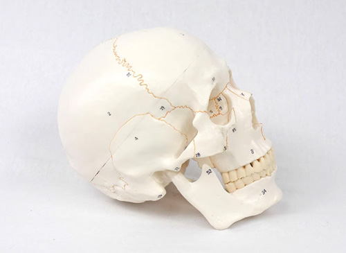 头骨模型（带数字标识）