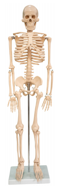 人体骨架模型