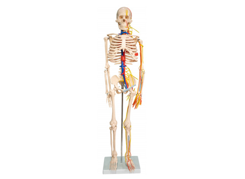 人体骨骼带心脏和血管模型85CM