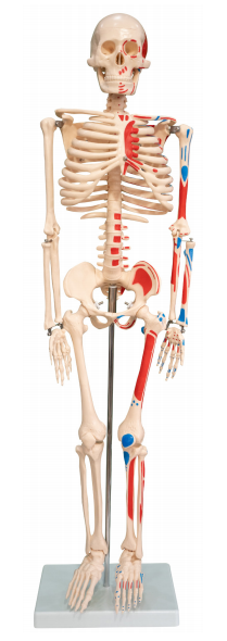人体骨骼附肌肉起止点着色模型85CM（带数字标识）