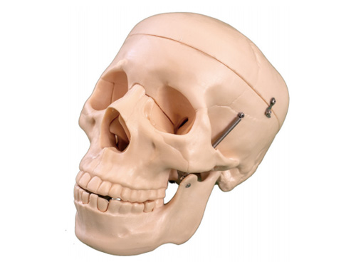 头骨模型