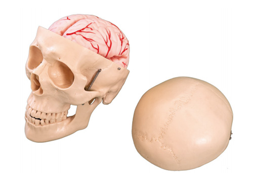 头骨带脑动脉模型