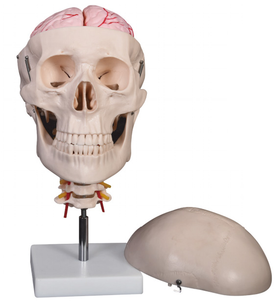 头骨带脑动脉及颈椎模型