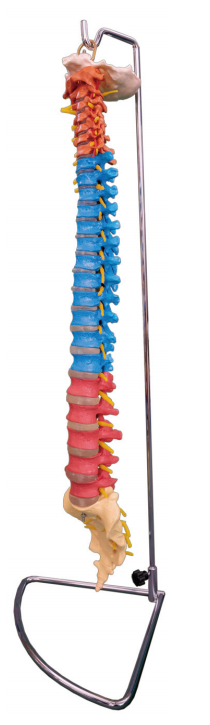 彩色脊柱模型