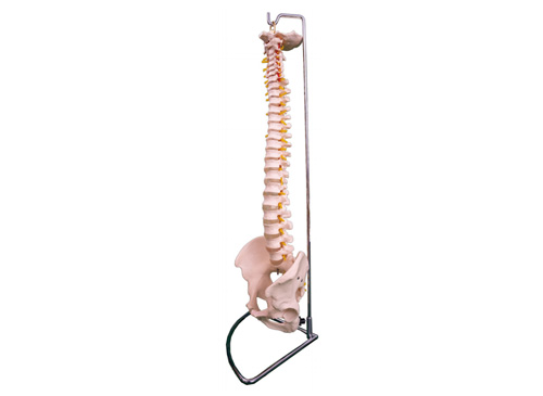 脊椎带骨盆模型