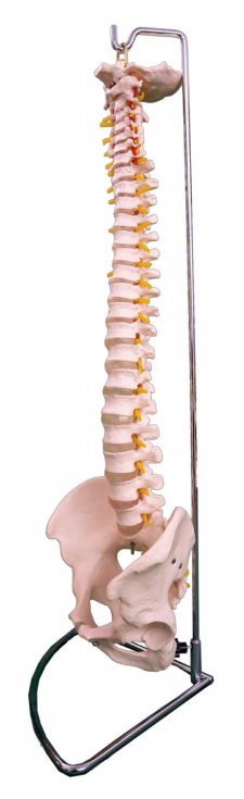 脊椎带骨盆模型