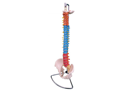 彩色脊椎带骨盆模型