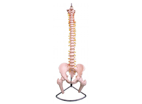 脊椎带骨盆和半腿骨模型