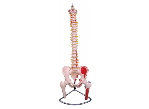 脊椎带骨盆和半腿骨附肌肉着色模型