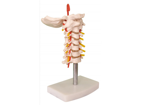 颈椎带颈动脉模型