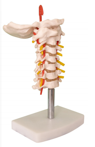 颈椎带颈动脉模型