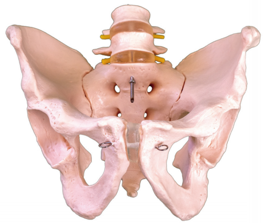 骨盆带二节腰椎模型