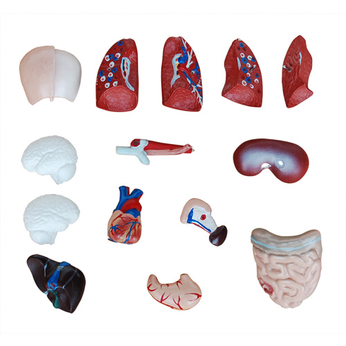 26CM躯干模型15件