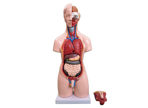 55CM两性躯干模型20件
