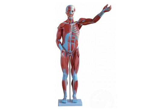 人体全身肌肉模型80CM