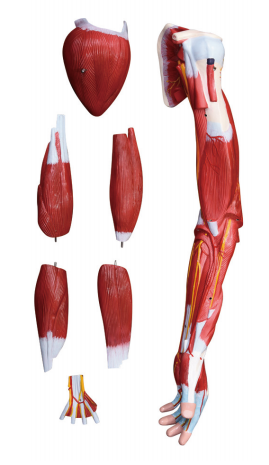上肢肌肉附血管神经模型