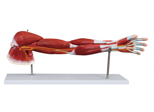 上肢肌肉附血管神经模型