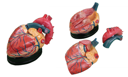 心脏解剖放大模型