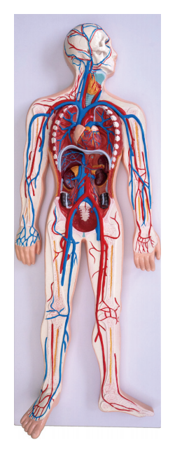 人体血液循环模型