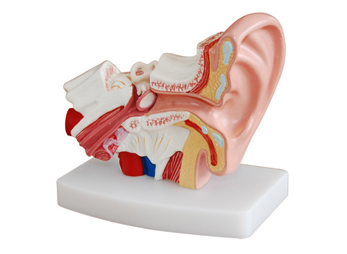 耳模型（放大1.5倍）