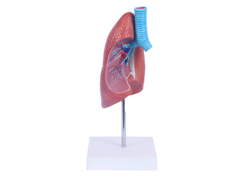 肺叶解剖模型