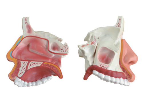 鼻腔解剖模型