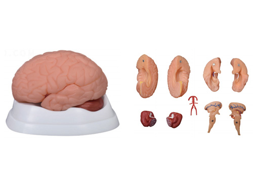 大脑解剖模型