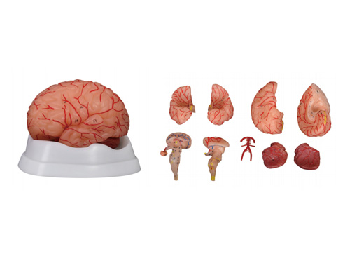 脑动脉模型（9部件）