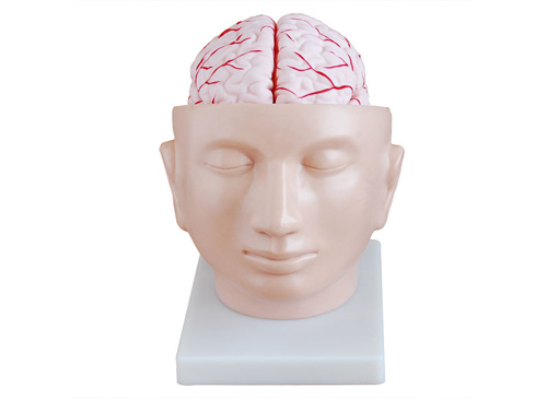 头部附脑动脉模型