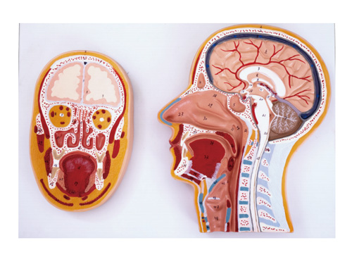 头部矢状及额状切面模型