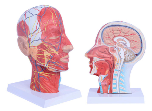 颜面浅层肌肉神经血管模型