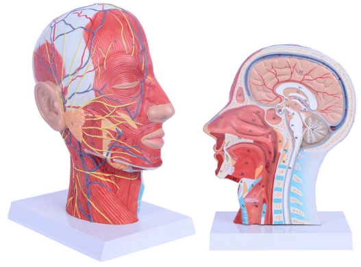 颜面浅层肌肉神经血管模型