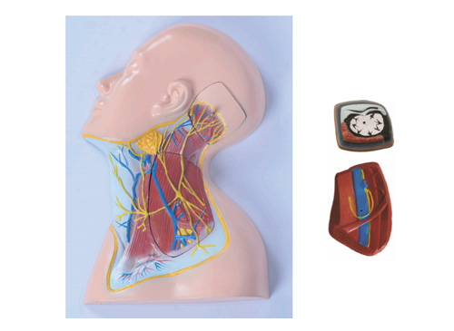 头颈部浅层血管神经肌肉模型