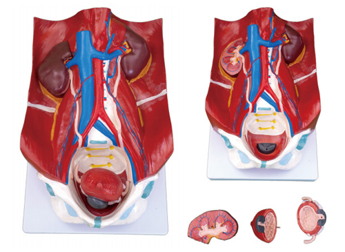 泌尿系统模型