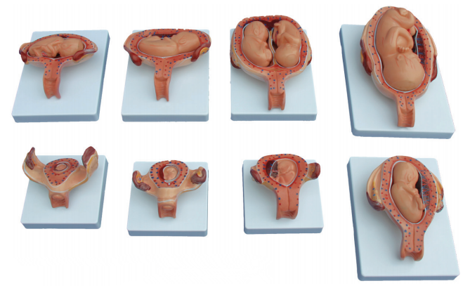 妊娠胚胎发育过程模型