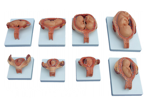 妊娠胚胎发育过程模型