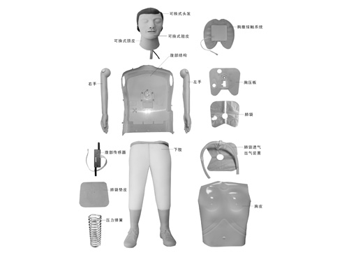 心肺复苏模拟人结构图
