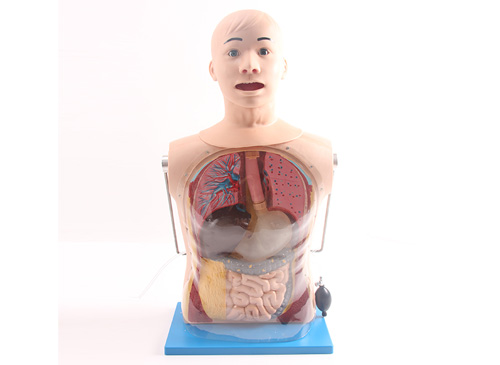 高级鼻胃管与气管护理模型