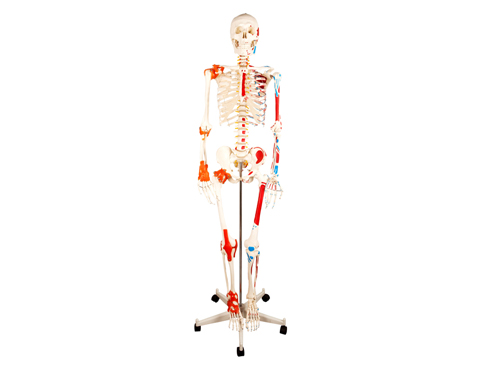 人体骨骼附半边肌肉着色附韧带模型