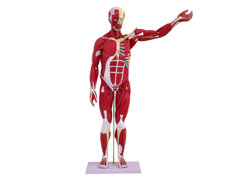 人体全身肌肉模型80CM