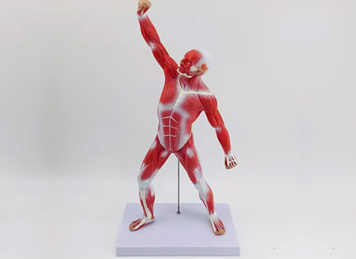 人体全身肌肉运动模型50CM