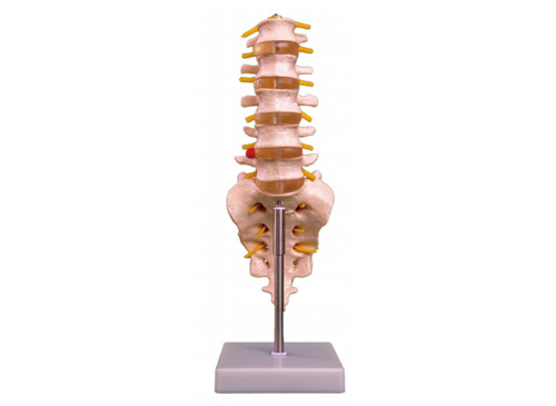 腰椎带尾椎骨模型