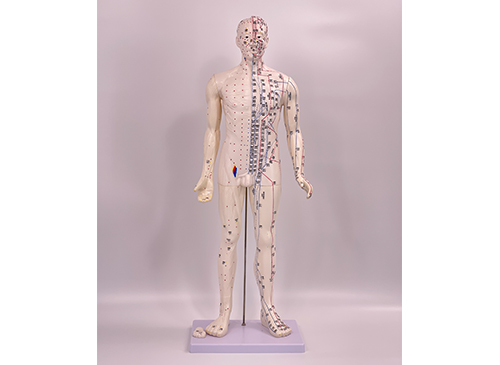 人体穴位模型80CM