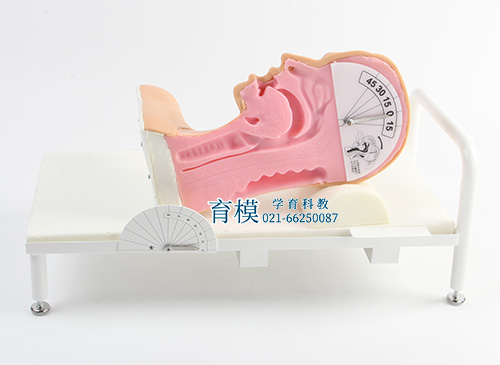 高级吞咽机制模型