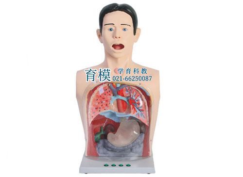 高级透明洗胃模型