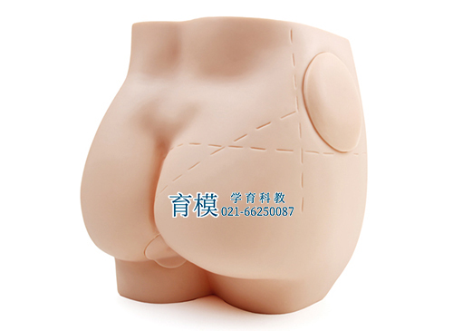 臀部肌肉注射模型