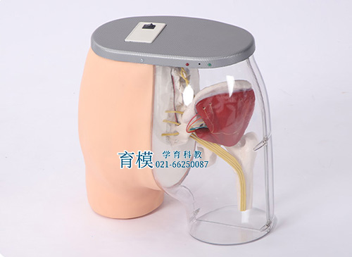 高级臀部肌肉注射训练及对比模型（带检测警示系统）