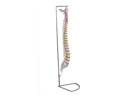 脊柱模型