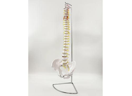 脊椎带骨盆模型
