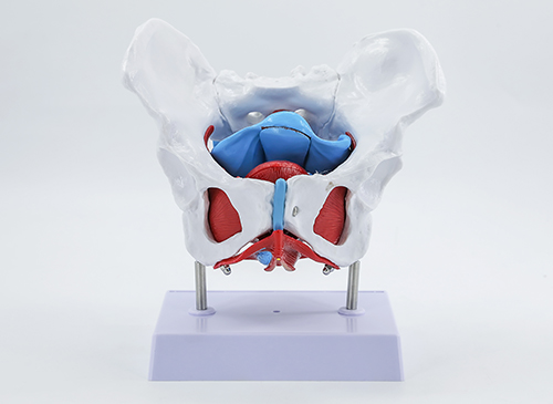 女性骨盆及盆底肌肉模型